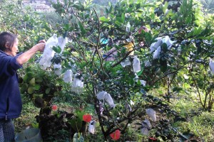 Baguio residents turn to backyard gardening